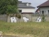 grafitti_widzew_527