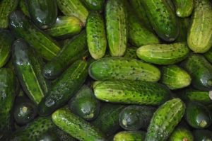 cucumbers_vegetables_food_water_ensiling_cucumbers_green_the_cultivation_of_a_collection_of-1325421.jpg